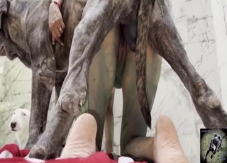 Good-looking lady gets fucked by a horny dog