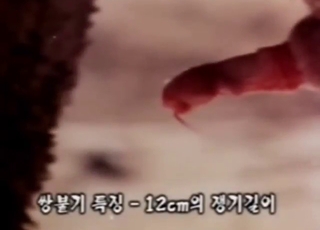 Sheep porn with a sexy beast taking hard dick