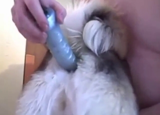 Dildo play in zoo XXX with a slutty animal