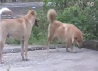 Point of pleasure with two dogs that fuck silly
