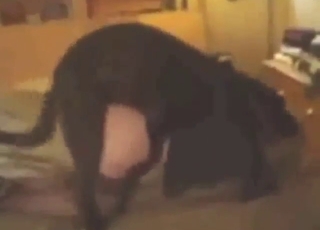 Hot and heavy fuck scene with a wet zoophile