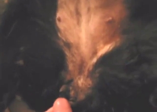 Dog fuck scene with a guy who gapes it good