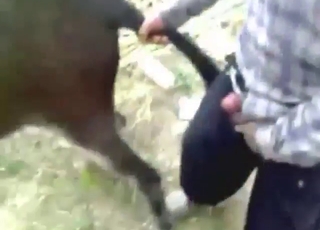 Aging zoophile fucking a donkey's wet pussy