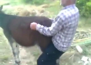 Aging zoophile fucking a donkey's wet pussy