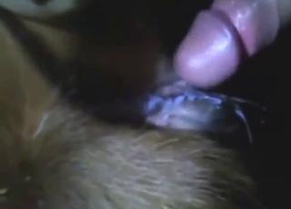 Moaning with a cow pussy getting stretched