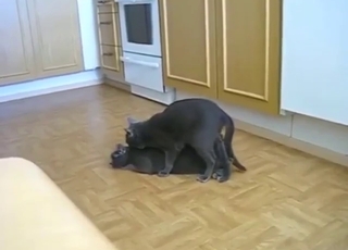 No shame with hot cats that fuck each other