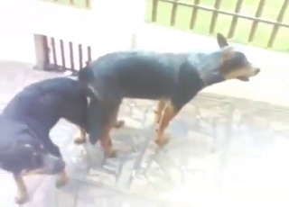 Zoophile's voyeuristic dream: two dogs fucking