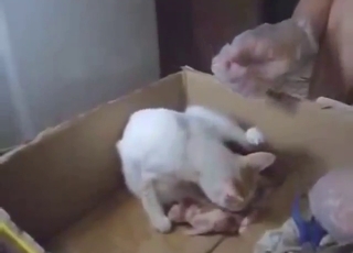 Cat porn movie with sexy animals working it