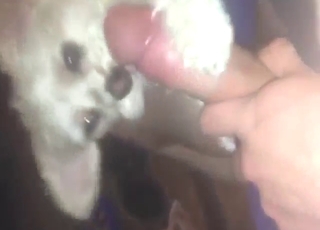 Dog is going to use its tongue for a nice licking