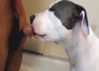 Dog with sexy spots licking all over his penis