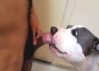 Dog with sexy spots licking all over his penis