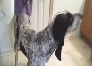 Hot semen collection experience with a beast