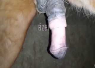 Horse cock pleasure with a guy who sucks hard