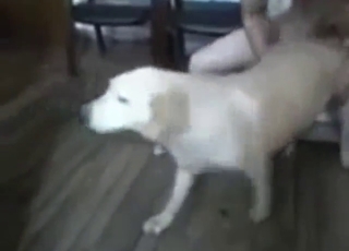 Zoo XXX with a dominant dude ripping apart a dog