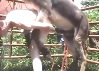 Creepy fuck scene with a DONKEY gaping ass