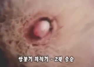 Hot tanuki XXX movie with close-ups that seem wild