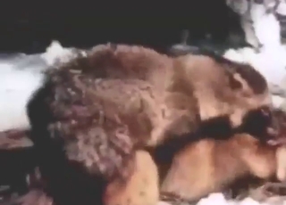 Hot tanuki XXX movie with close-ups that seem wild