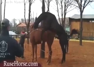 Horse porn movie with animals THRUSTING hard