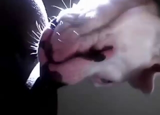 Royal treatment for her pussy from a kinky dog