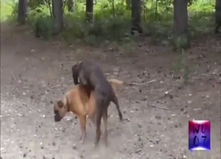 Zoophile porn shows two dogs fucking outside