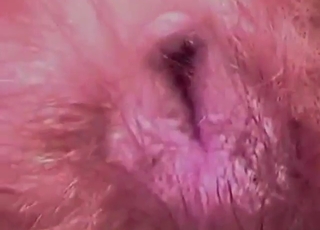 Huge creampie surprise for a sexy animal