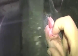 Зоофильное порно показывает сексуальное чудовище в видео от первого лица