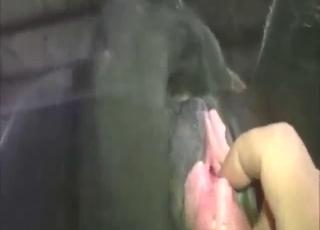Zoofili pornosu, POV videosunda seksi bir canavarı gösteriyor