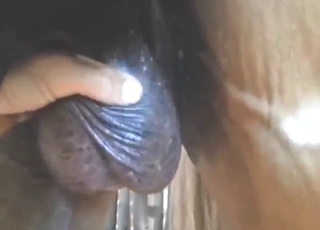 การแสดงลูกบอลเข้ากันได้ดีกับการร่วมเพศในสวนสัตว์