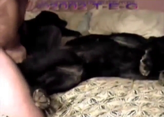 Zoo porn with a black dog getting fucked silly