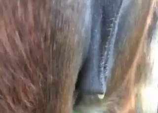 Adorable mare showing its super-wet vag today