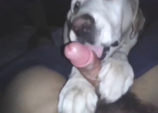 Sexy animal takes a lick and enjoys his dick