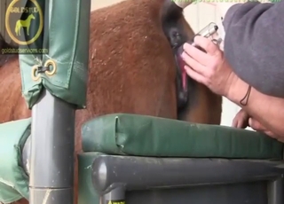 Deep insertion zoo sex with vaginal cavities