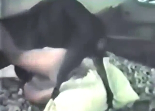 Dog with black fur is going to get busy licking