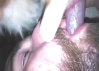 Bearded guy prefers oral bestiality sex up close
