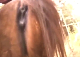 Cumshot is what this mare strives for, so good