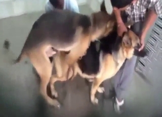 Dog vs dog fucking with two horny animals