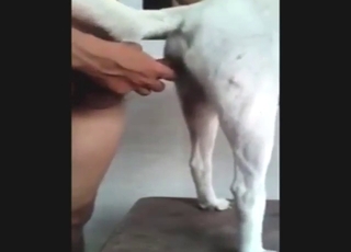 White animal is going to get fucked by Latin dick