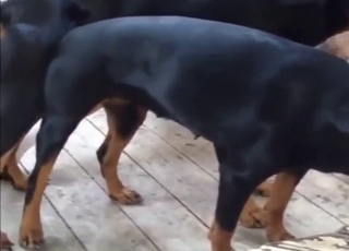 Dog-on-dog zoo porn with plenty of hot sex