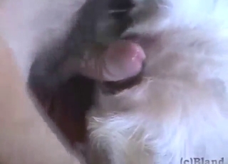 Pretty dog pussy getting fucked by a HUGE dick
