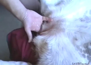 Pretty dog pussy getting fucked by a HUGE dick