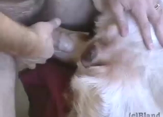 Kaunis koiran pillua naida valtava kulli