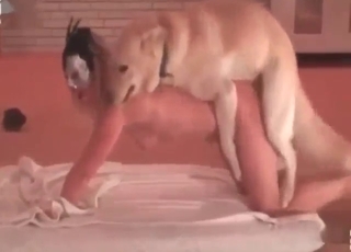 Doggystyle puppy fuck for a kinky blonde diva