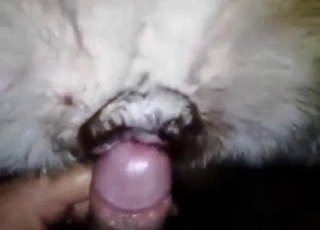 Bestiality sex scene with a sexy dog stretched