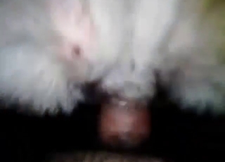 Bestiality sex scene with a sexy dog stretched