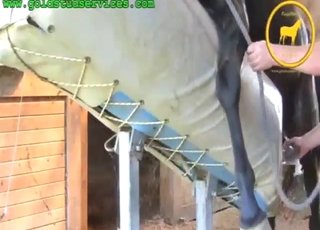 Kinky-looking horse showing its nice penis