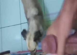 کتا