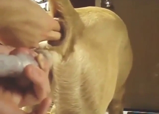 A booty of a tight animal is going to be used