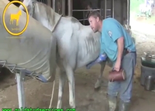 White stallion is going to enjoy this clinical HJ