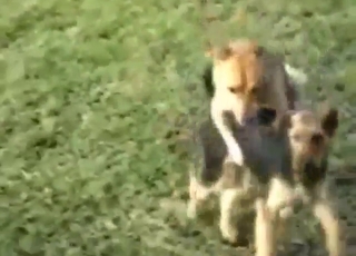 لا تتضمن العلاقات الجنسية خارج المنزل أي علاقة بشرية