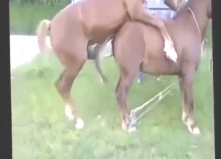 Brown stallion banging with beasts, compilation